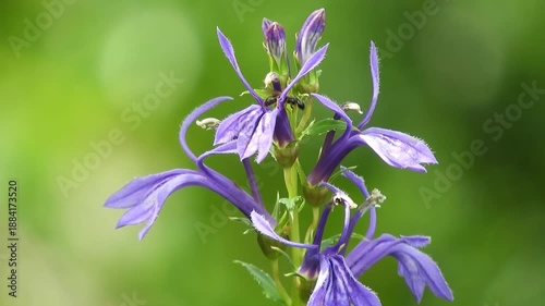 Cinematic Nature: Wild Lobelia sessilifolia in a Marsh, Macro Video of Purple Flowers and Small Bees 夏の終わりの湿原風景：サワギキョウ。紫の花びらと蜜を求める虫たち、シネマティックな山野草動画素材 撮影日：20250821-1


