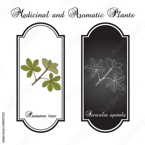 Panama tree, or camoruco (Sterculia apetala), edible and medicinal plant. Hand drawn botanical vector illustration