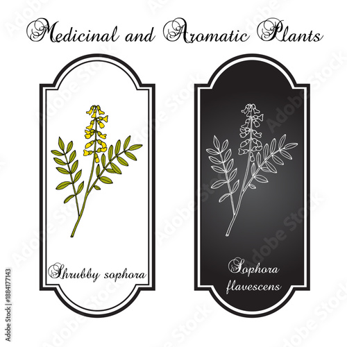 Shrubby sophora (Sophora flavescens), medicinal plant. Hand drawn botanical vector illustration