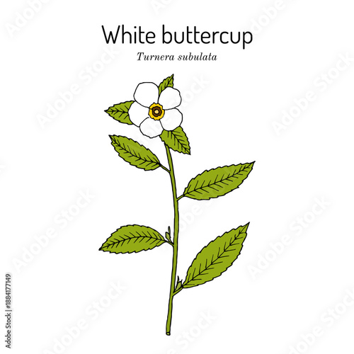 White buttercup, or sulphur alder (Turnera subulata), medicinal and ornamental plant. Hand drawn botanical vector illustration
