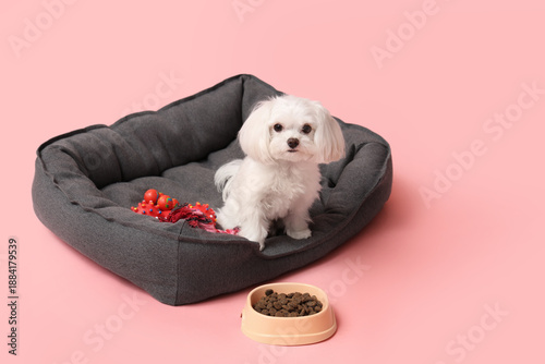 Cute Bolognese dog sitting ...