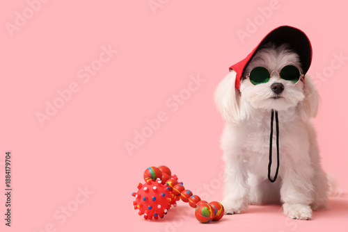 Cute Bolognese dog in sungl...