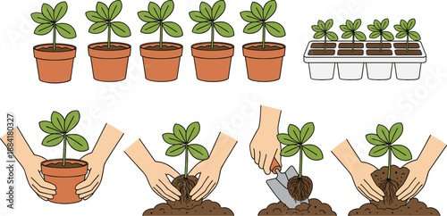Planting seedlings step by step, gardening process illustration, hands planting young plants, growth stages, cartoon vector isolated