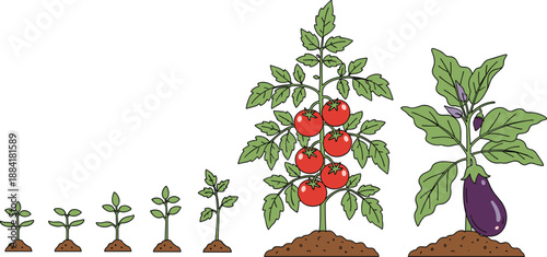 Vegetable plant growth stages illustration, tomato and eggplant cultivation process, farming gardening concept vector design