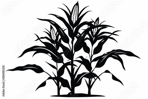 corn plant silhouette line art vector illustration with a white background