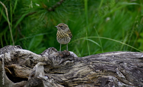 Redstart baby