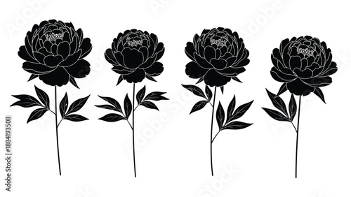 lack silhouettes of peony flowers with stems and leaves, elegant botanical floral collection isolated on white background, decorative garden blossoms se