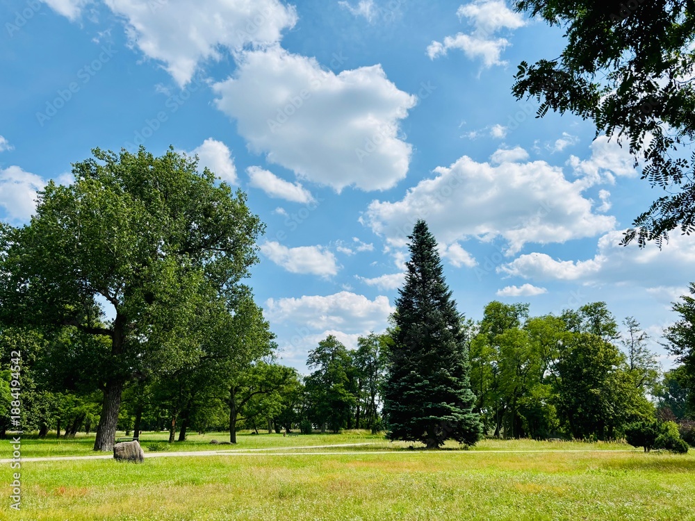 Fototapeta premium trees in the park