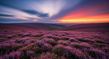 Leinwandbilder Purpur Wide, sweeping vista of dense purple and pink heather covering undulating hills under a dramatic sky, evoking solitude and peace, rugged, violet, natural  © Kathy