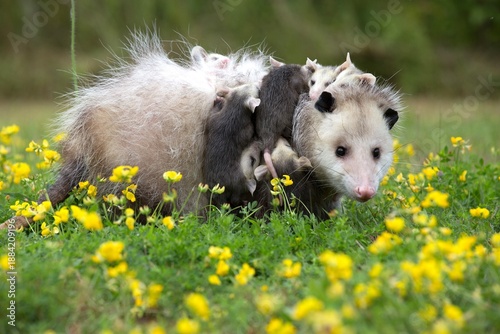 Virginia Opossum - (Didelphis virginiana)  on the meadow