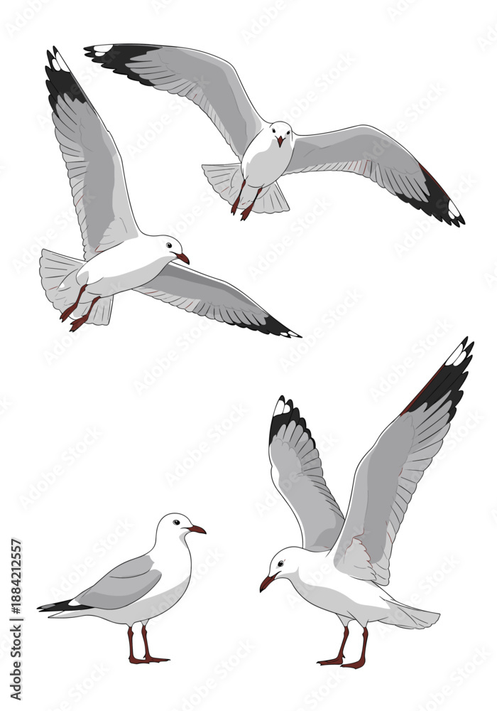 Obraz premium Set of grey and white seagulls depicted in various realistic poses including flying, standing, and taking off from water.