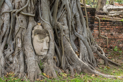 Fotografija Stone Buddha Head Statue trapped in Bodhi Tree Roots in Wat Mahathat