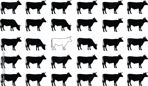 Vector illustration of black cow silhouettes in rows with one unique white cow standing out from the crowd isolated on white.