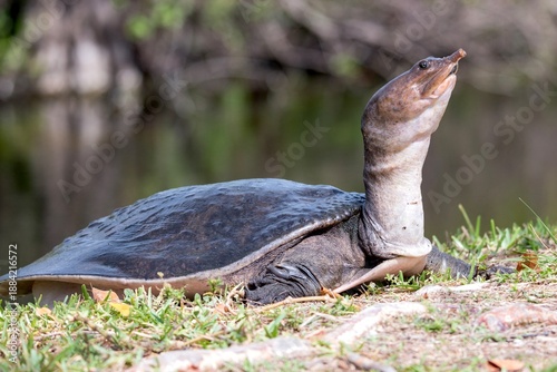 Florida Softshell Turtle (Apalone ferox) on the grass