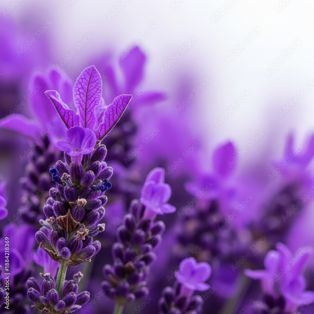Obraz premium Close-up shot of vibrant purple lavender blooms, highlighting the texture and color of the fragrant herbal sprigs against a soft, bright background, flower, macro, calming