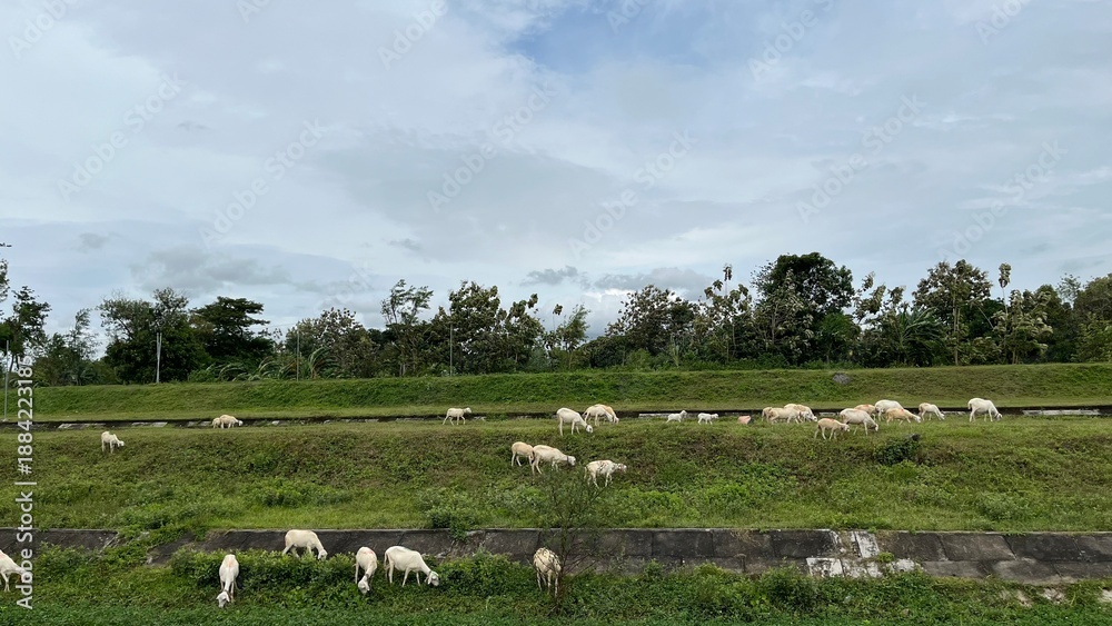 Fototapeta premium Herd of Sheep Grazing in a Grassy Field