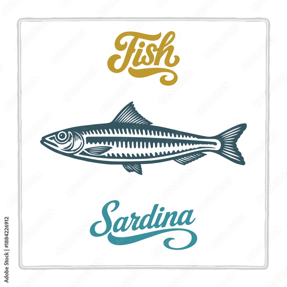 Obraz premium Hand drawn Sardina fish illustration in vintage engraving style with lettering. Perfect for seafood design, restaurant branding, menus, labels, posters, and packaging. Part of set.