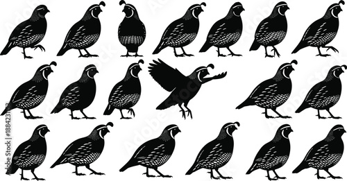 Quail silhouette collection featuring multiple standing walking and flying poses isolated on white background for wildlife farm vector design