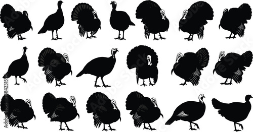 Set of turkey silhouettes collection showing multiple poses isolated on white background for wildlife hunting farm design vector