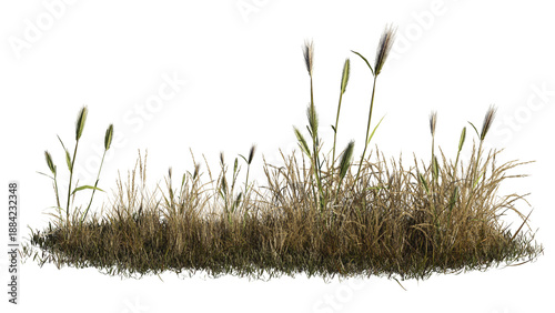 Long Patch of Dry Yellow Meadow Grass and Tall Reeds Isolated on White Background