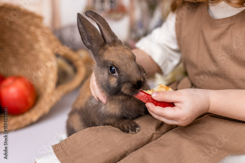 Child hand feeding brown domestic rabbit a red apple slice. Pet care and bonding concept with small cute animal.