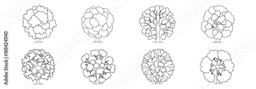 Top View Tree Canopy Shapes Minimal Architectural Illustration