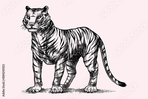 Realistic black and white Tiger standing drawing in very detailed old engraving style. Pen and ink used design with traditional tools. 