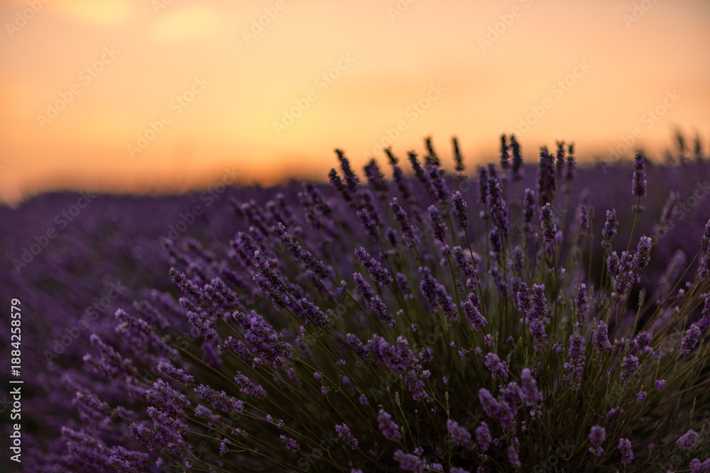Obraz premium Lavender field sunset, vibrant purple flowers blooming in a serene natural landscape under a warm golden sky, tranquil beauty