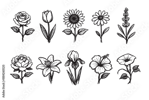 This elegant collection features ten diverse hand-drawn botanical flower sketches in black ink on a clean white background, perfect for organic and natural design projects.