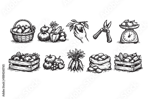 This detailed hand-drawn illustration captures a vintage assortment of fresh farm produce, including fruits, vegetables, and essential gardening tools, conveying a rustic, organic harvest theme.