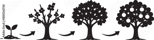 Vector Illustration of Fruit Tree Life Cycle: Stages of Growth from Seedling to Flowering and Fruit-Bearing Mature Tree. Perfect Black Silhouette Icons for Agriculture, Biology, and Ecology Graphics.