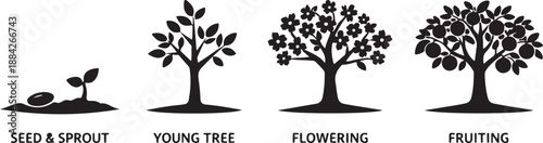 Black Silhouette Vector Illustration of the Tree Life Cycle Progression: Seed to Fruiting Stages – Concept for Biological Development, Business Growth, and Gardening Infographics.