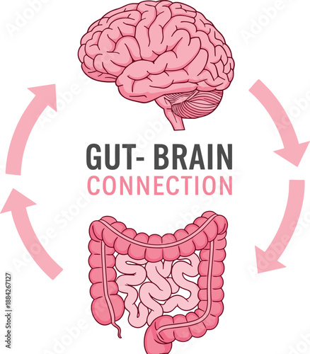 Gut brain connection diagram, digestive and nervous system relationship, mental health concept, microbiome communication, medical education, flat vector illustration