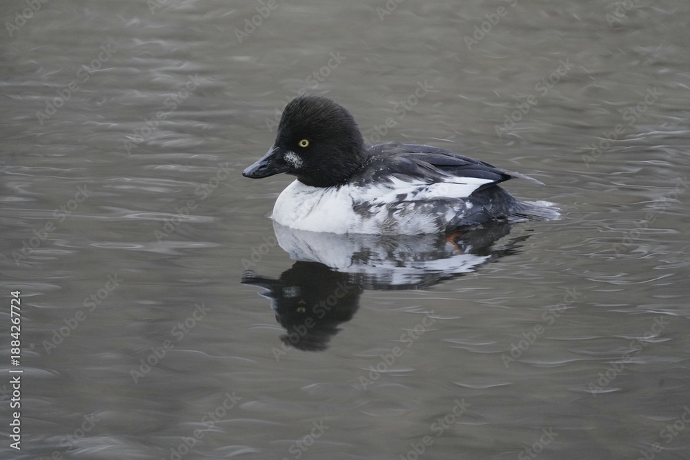 Fototapeta premium Common Goldeneye Swimming in a River