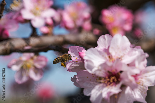 Close-up of almond blossoms with a bee in the Rhineland-Palatinate near Gimmeldingen on a sunny spring day