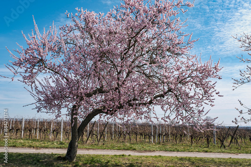 Fotografie Blooming almond trees in the Rhineland-Palatinate near Gimmeldingen on a sunny s