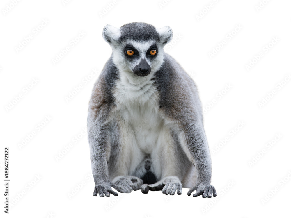 Fototapeta premium lemur sitting isolated on white background