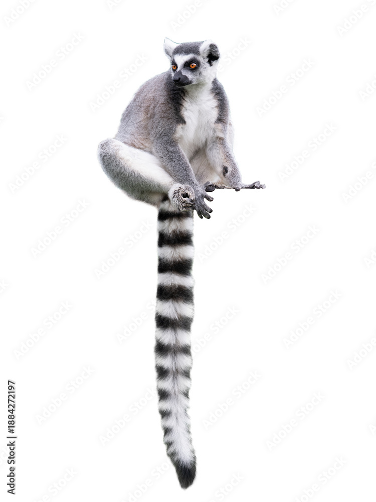 Fototapeta premium lemur sitting isolated on white background