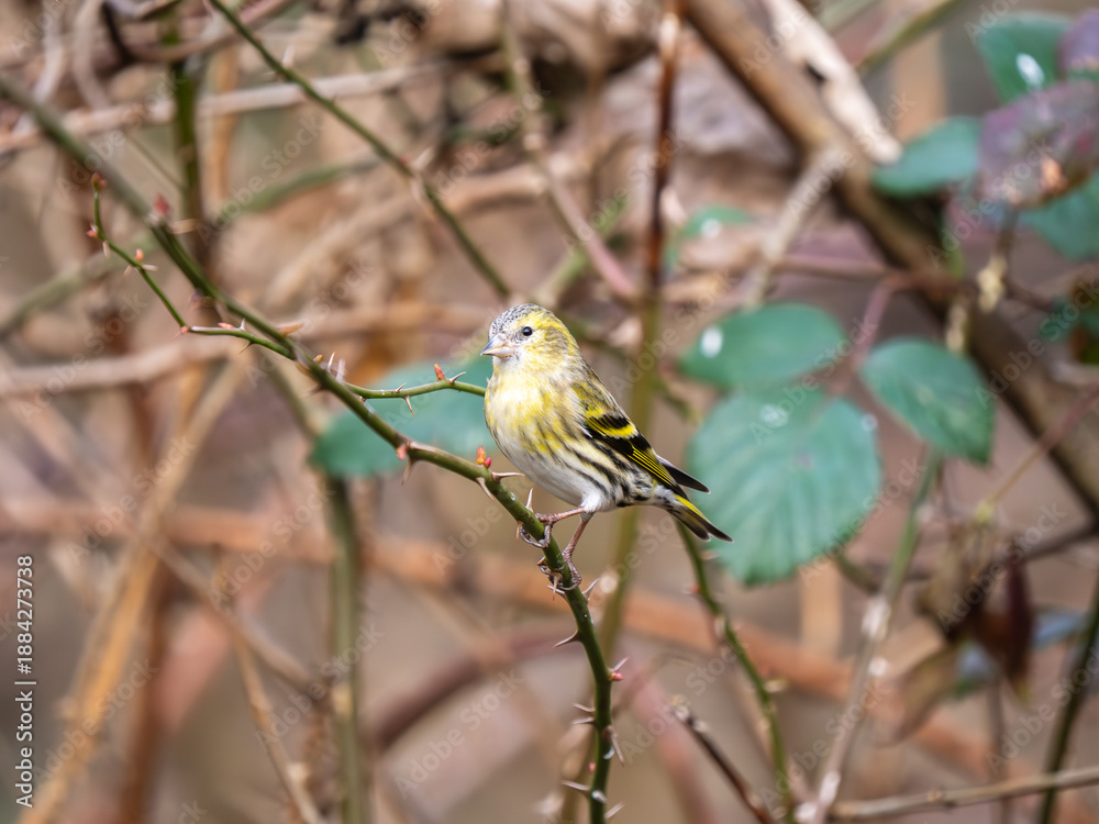 Fototapeta premium Siskin Bird Perched on a Branch