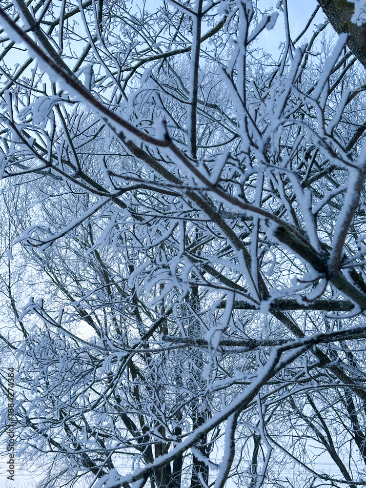 Obraz premium tree branches with snow against blue sky