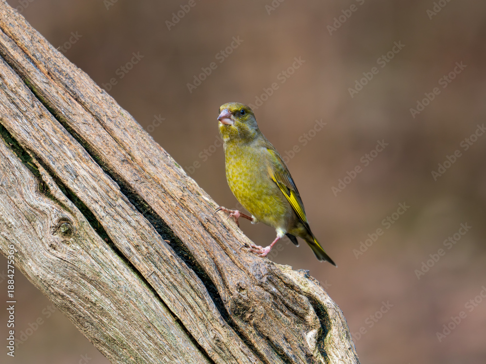 Fototapeta premium Greenfinch Perched on a Branch