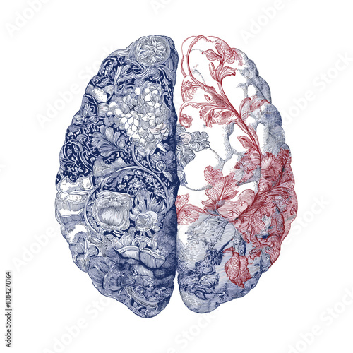 Human brain with intricate floral patterns blending blue and red against a white background. Patterned brain illustrating creative thought and complex mind