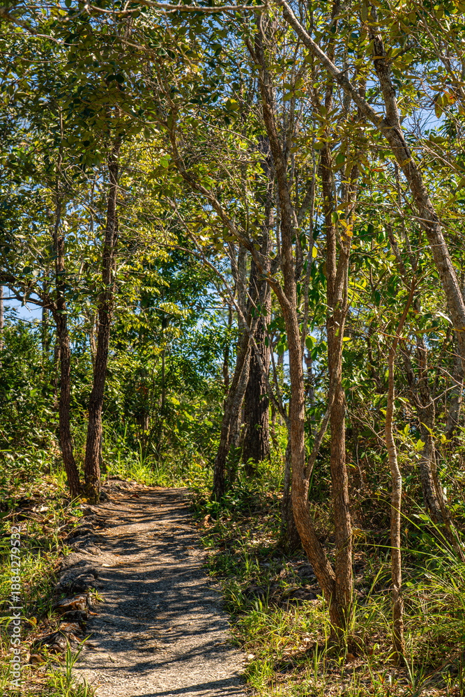 Fototapeta premium A small walking path winding through a lush green forest, surrounded by dense trees, large rocks, and wildflowers, creating a peaceful natural atmosphere.