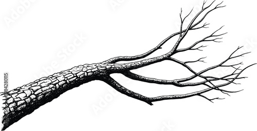 Vintage Hand Drawn Ink Illustration of a Bare Tree Branch Isolated on White Background with Detailed Bark Texture and Skeletal Twigs for Nature Design