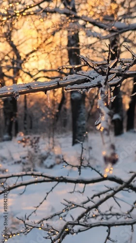 Frozen tree branches covered in thick ice glistening in the warm sunset light. Vertical video