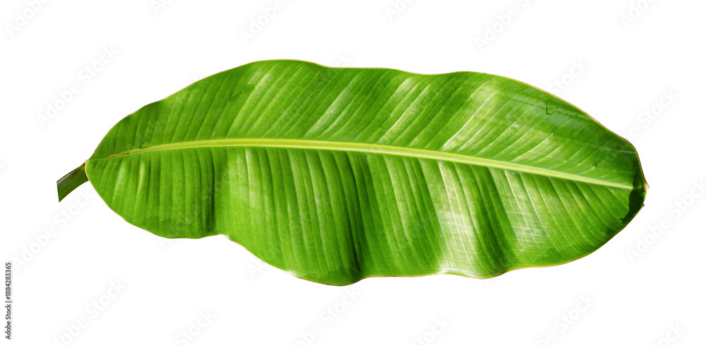 Fototapeta premium Fresh green banana leaf isolated on transparent background, tropical natural element.