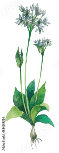 фотографія Wild Garlic wildflower