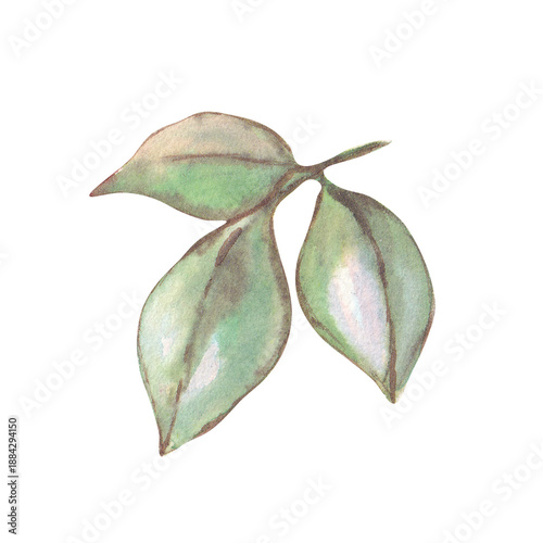 Watercolor illustration of a pink rose. A cozy, romantic floral concept in soft pastel tones, perfect for Valentine's Day, love-themed designs, weddings, greeting cards, and prints.