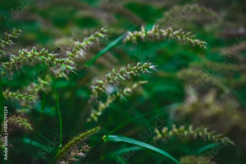 Softly lit wild grass seed heads in a lush green field, capturing natural texture, calmness, and organic beauty