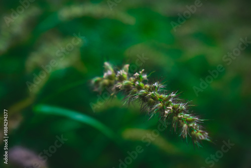 Softly lit wild grass seed heads in a lush green field, capturing natural texture, calmness, and organic beauty